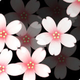 華麗桜