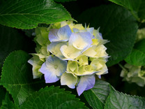 miyabi-pyon