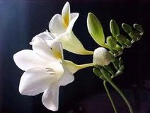 konconさんプロフィール画像