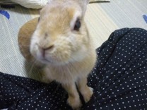 リんか☆☆