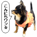 puri2さんプロフィール画像