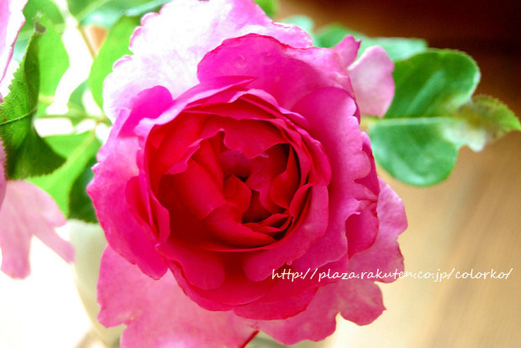フリルのあるしゃくやく咲きのバラ Yves Piaget イブピアッチェ Colorkoさんのブログ Cosme アットコスメ
