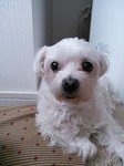 ＤＯＧさん