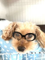 ヤスまま