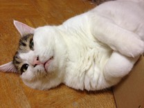 チビタックス