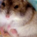トムおじさん