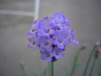 あきえりんこ