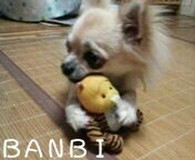 Halulu*さんプロフィール画像