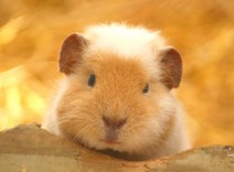みそかりん