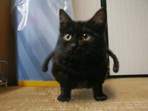 おまめねこ