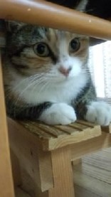 レムノンレム