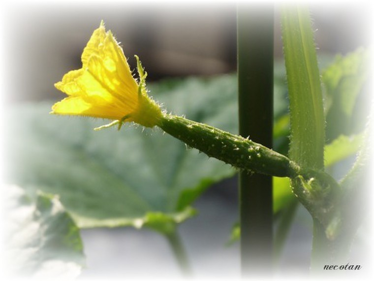 わが家の家庭菜園にて 夏野菜 きゅうり の黄色い花が咲いたよ Cosme Necotanさんのブログ Cosme アットコスメ