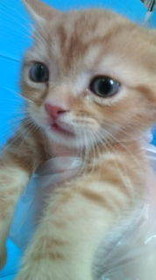 猫娘２０１１