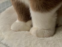つぶ8号