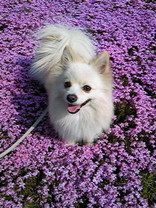 愛犬は銀次郎