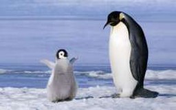 ピヨトモさんプロフィール画像