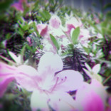 ふあふ