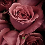 BLUEROSE213