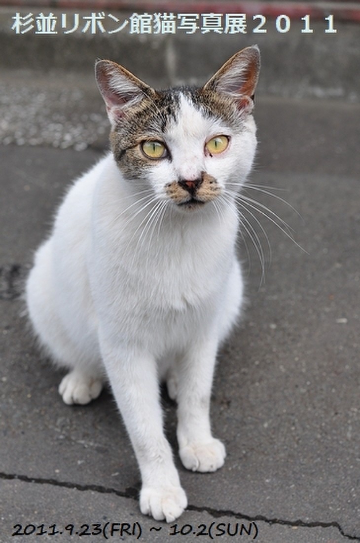 猫の尻尾 杉並リボン館猫写真展11 Komaねこさんのブログ Cosme アットコスメ