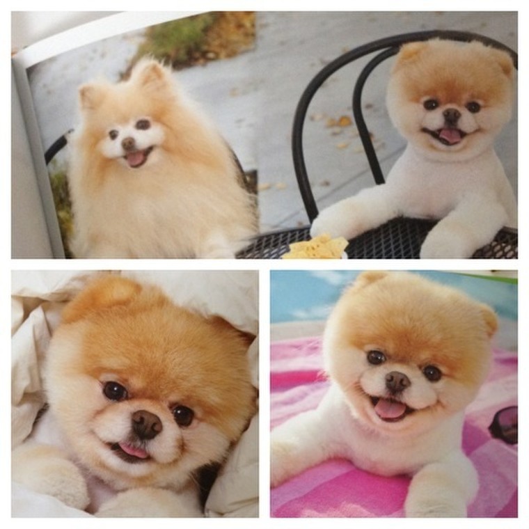 世界一かわいい犬 Booちゃん Blendaさんのブログ Cosme アットコスメ 世界一かわいい犬 Booちゃん Blendaさんのブログ Cosme アットコスメ