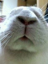 らぱぱぱーん