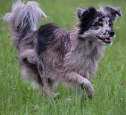 Rare Dog Breeds 12 Pyrenean Sheepdog Konyacさんのブログ Cosme アットコスメ