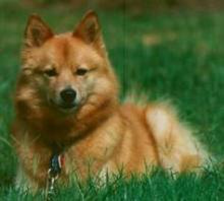 Rare Dog Breeds 57 Finnish Spitz Konyacさんのブログ Cosme アットコスメ