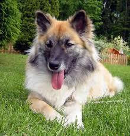 Rare Dog Breeds 58 Icelandic Sheepdog Konyacさんのブログ Cosme アットコスメ