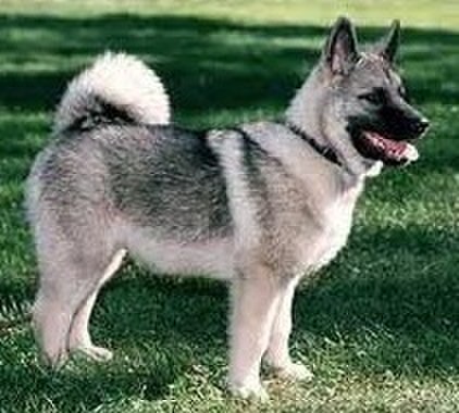 Rare Dog Breeds 66 Norwegian Elkhound Grey Konyacさんのブログ Cosme アットコスメ