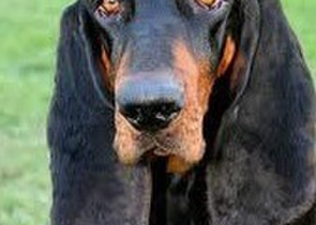 珍しい犬種のブログ記事 美容 化粧品情報はアットコスメ 珍しい犬種のブログ記事 美容 化粧品情報はアットコスメ