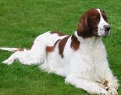 Rare Dog Breeds 143 Irish Red And White Setter Konyacさんのブログ Cosme アットコスメ