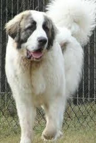 Pyrenean Mastiff Konyacさんのブログ Cosme アットコスメ