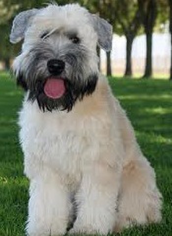 Irish Soft Coated Wheaten Terrier Konyacさんのブログ Cosme アットコスメ