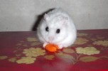 癒される何かは何ですか？