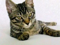 えみねこひつじ
