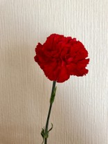 bucchi