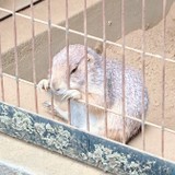 シェルラさんプロフィール画像