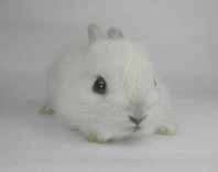 WhiteRabit