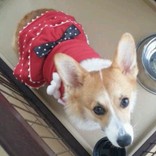 ぱんなこったになった
