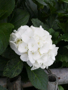 楽天市場】ホワイト 白（種類（植物）アジサイ）（花の苗物｜苗