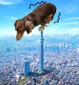 じゃまいここ