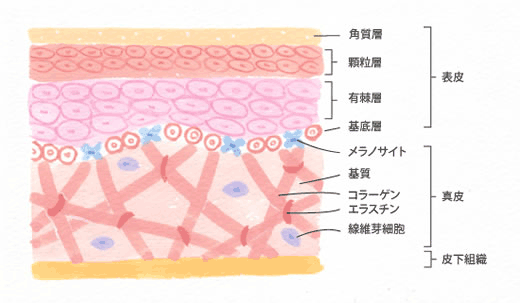 正常なターンオーバーは28日 では一日で角質はどれくらい落ちるの？ | キトキトさんのブログ - @cosme(アットコスメ)