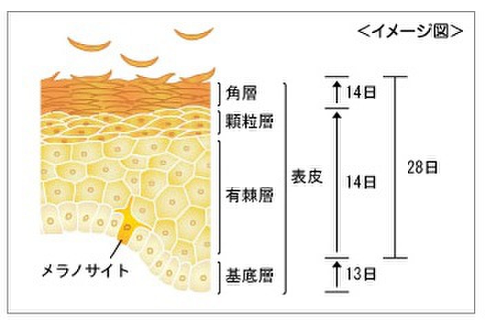 正常なターンオーバーは28日 では一日で角質はどれくらい落ちるの キトキトさんのブログ Cosme アットコスメ