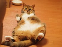 sawacat
