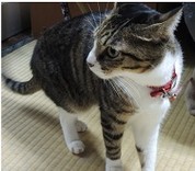 ともちんももちん