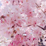 桜もち。さんプロフィール画像