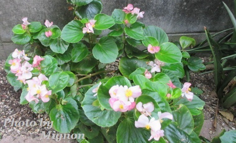 10月18日の誕生花は ベゴニア 我が家にも咲いています Mint さんのブログ Cosme アットコスメ