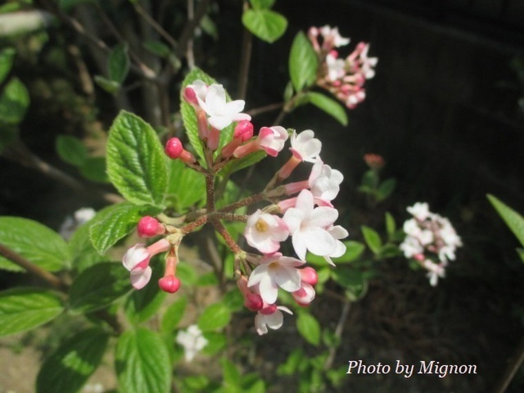 我が家の4月の花 可憐で可愛いお花ですが 名前がわかりません Mint さんのブログ Cosme アットコスメ