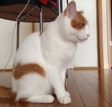 涼＠ねこ