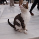 カゲツ